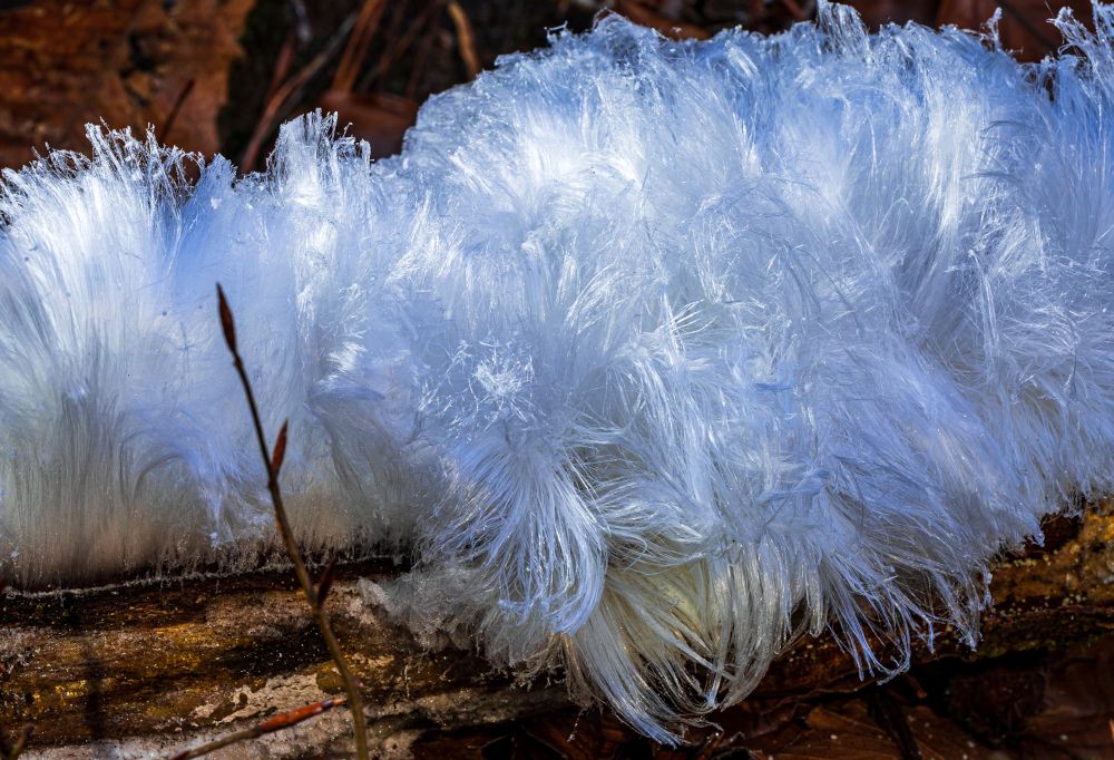 "Zuckerwatte" auf dem Waldboden