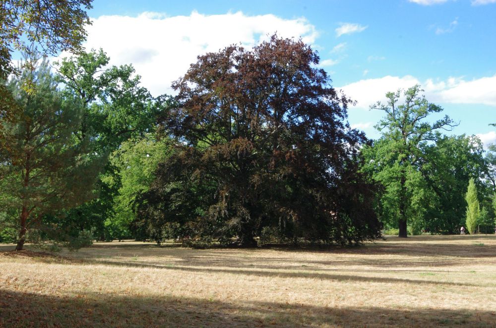 Historische Parks im Klimastress