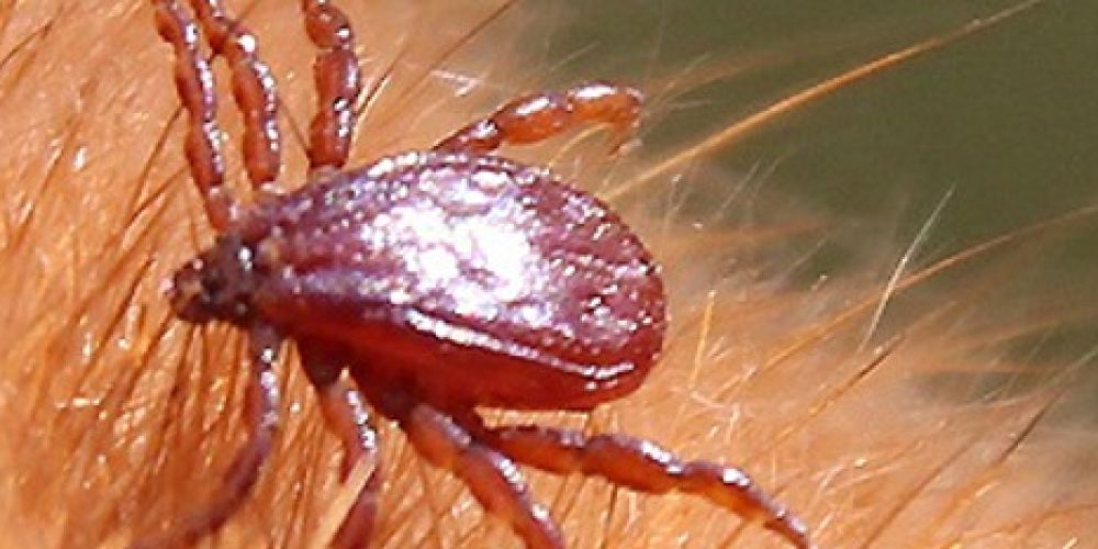 Gesucht: Braune Hundezecke für die Forschung