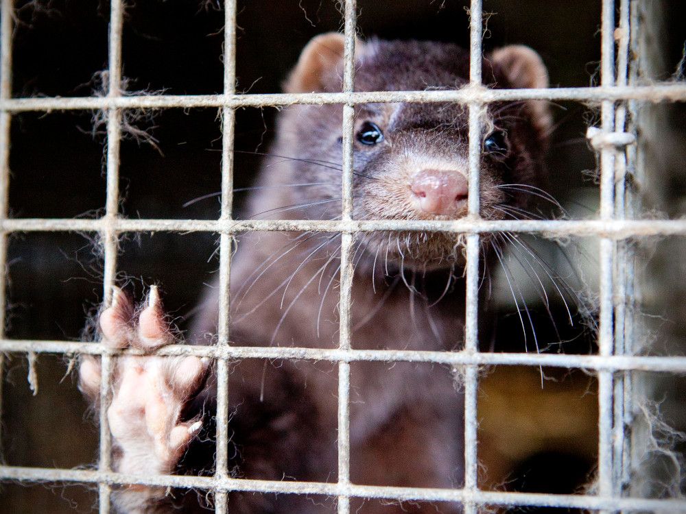 Kommentar zur Massentötungen von Nerzen in Dänemark