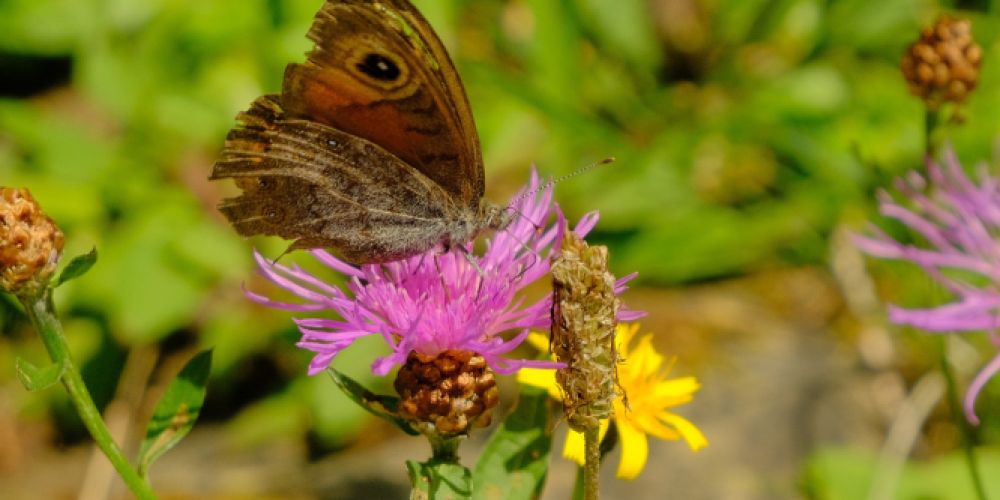 Ohne Mücken keine Schokolade – ohne Natur kein Aspirin und Penicillin
