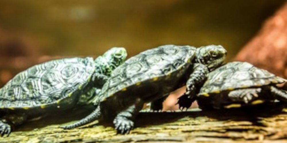 Großer Tag für kleine Botschafter: