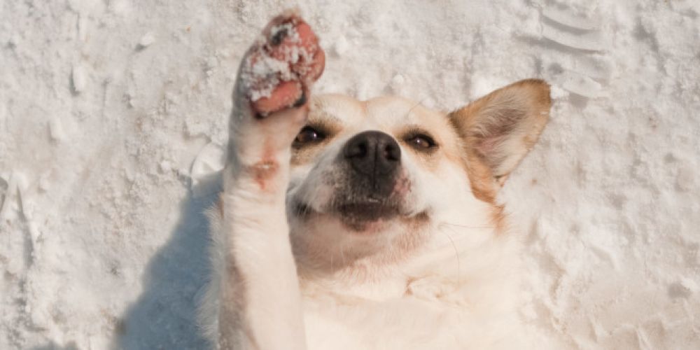 VIER PFOTEN gibt Tipps, wie Sie Hund und Katze vor Kälte schützen