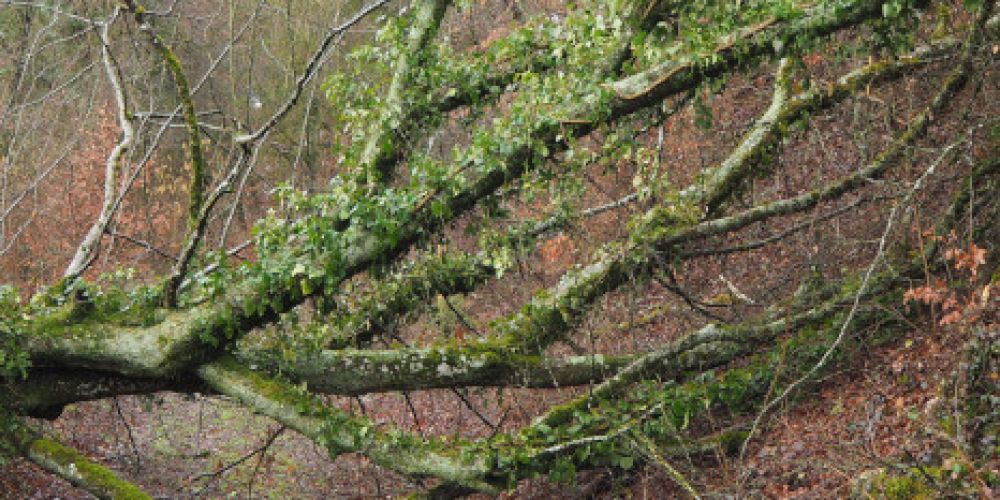 Nach dem Sturm: Von Waldspaziergängen ist abzuraten