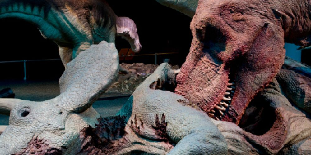 Besucherrekord geknackt: Grossandrang auf die T.rex-Ausstellung