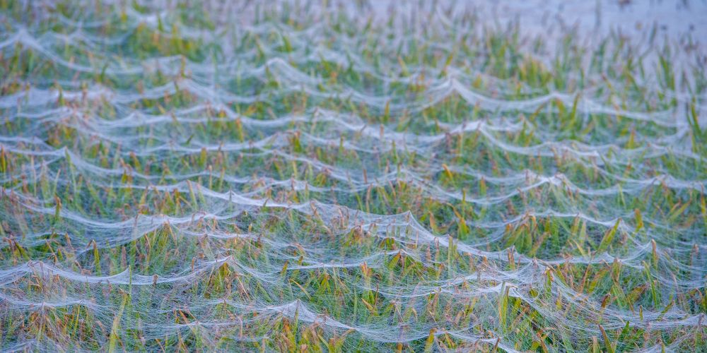 Der Altweibersommer kommt