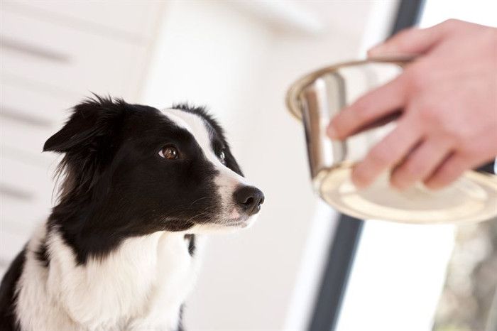 Hunde- und Katzenfutter im Test