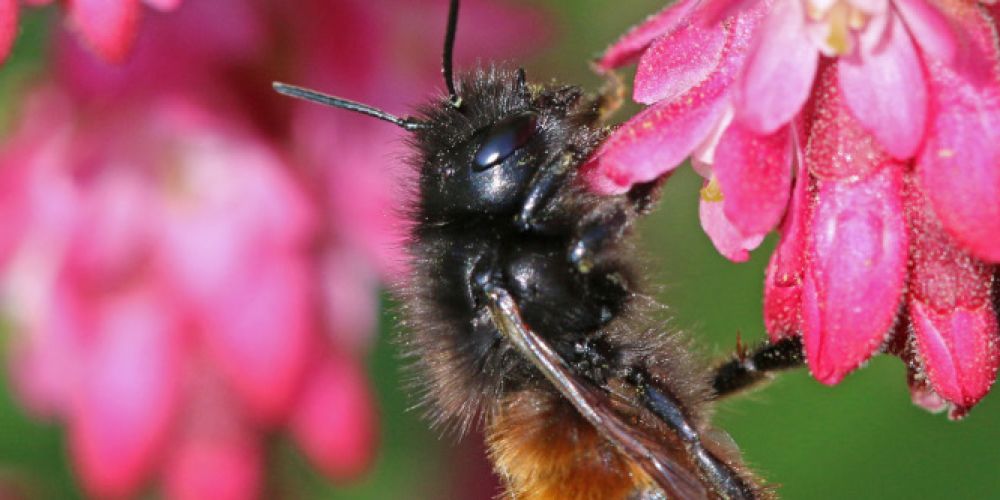 Happy Weltbienentag! Lust auf eine Pflanzaktion oder
