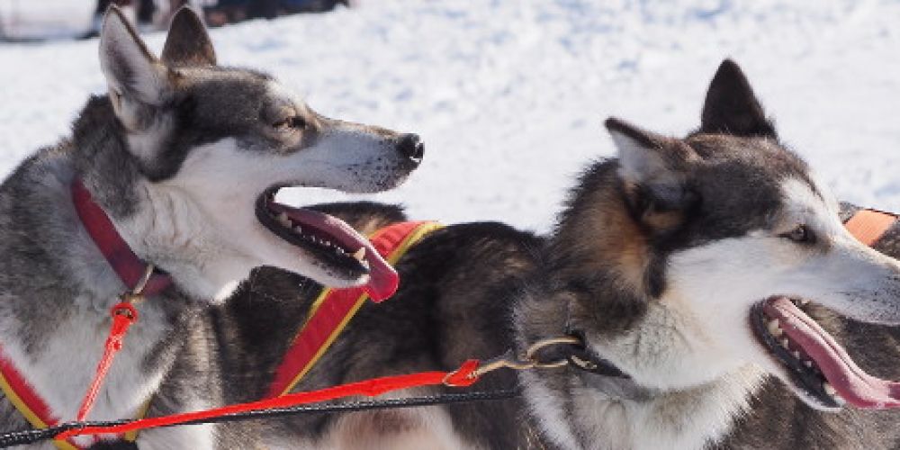 Internationales Schlittenhunderennen mit Tradition