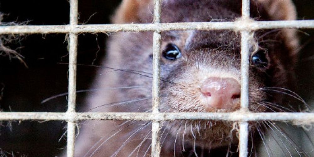 COVID-19 auf niederländischen Nerzfarmen