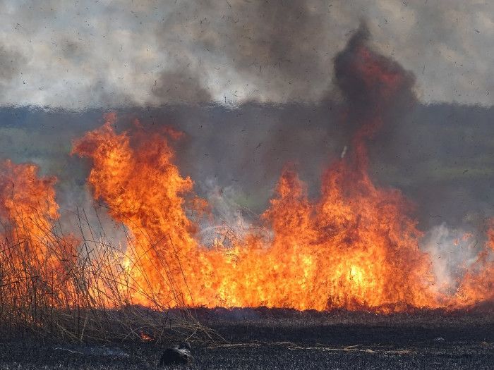 Schilffläche am Fehrenhorn ein Raub der Flammen