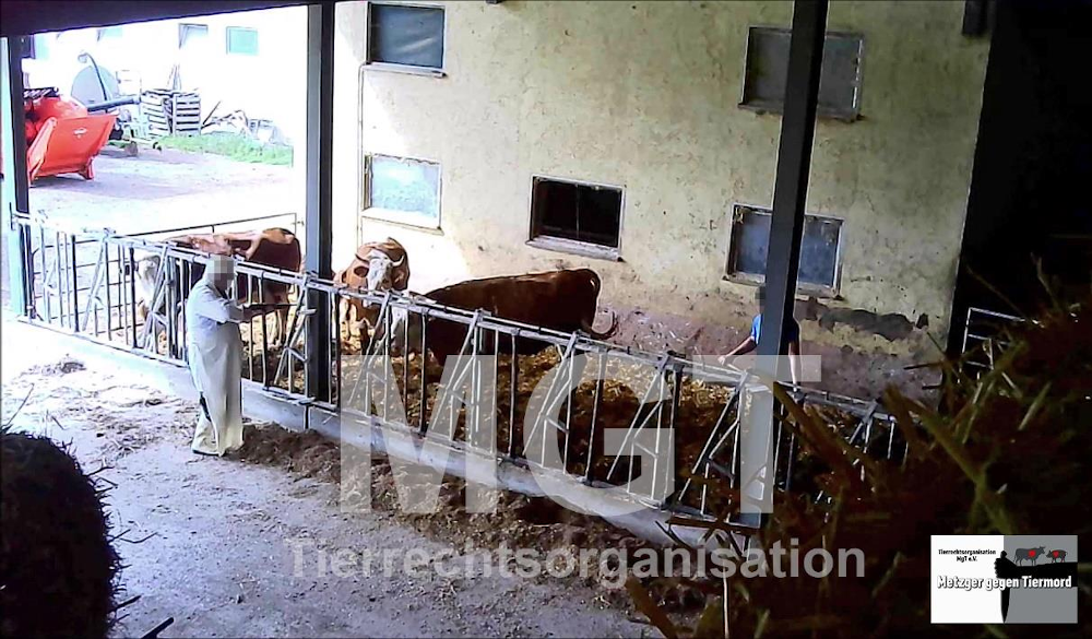 Schockierende Aufdeckungen im Schlachtbetrieb und Bauernhof im Schwarzwald