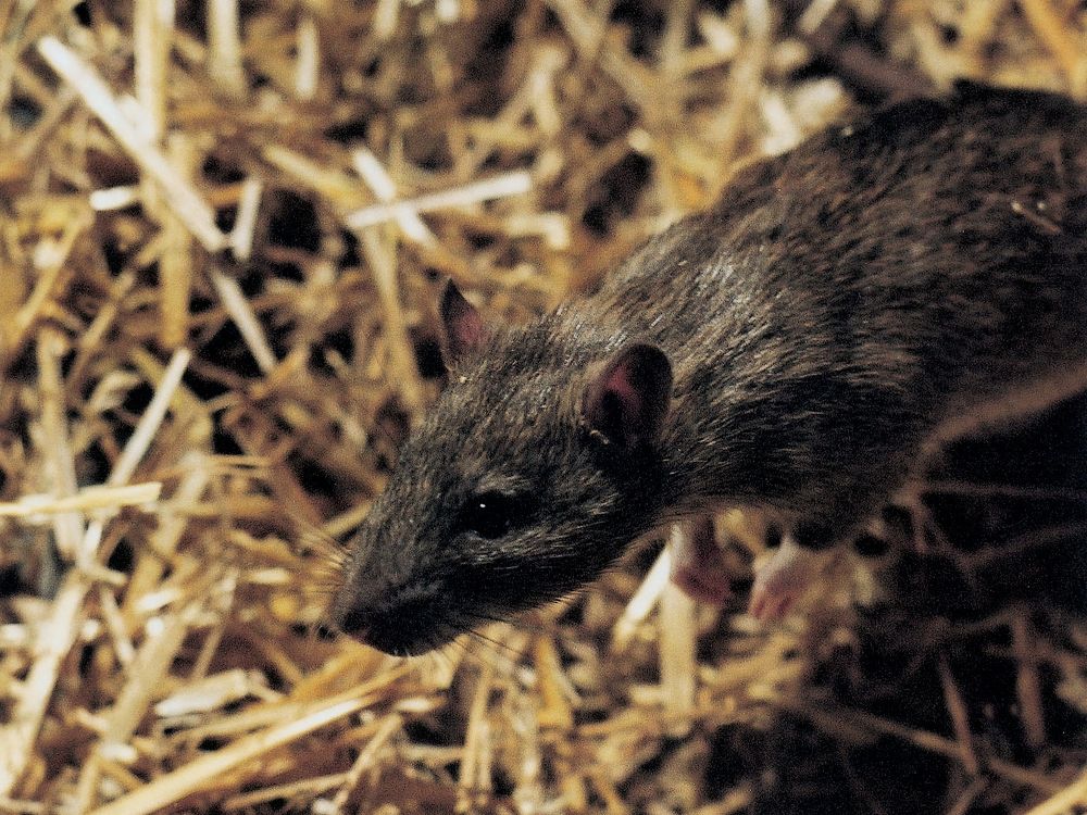 Ratten tierfreundlich vertreiben