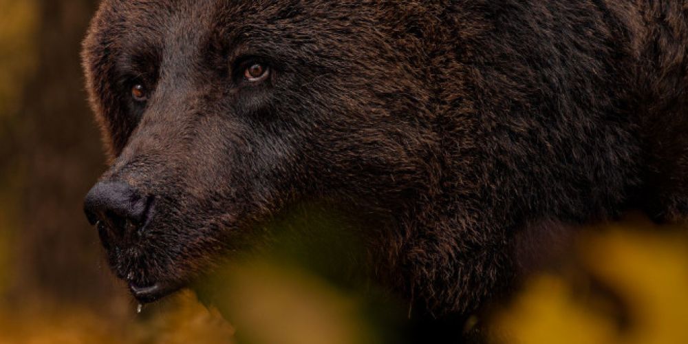 Schwere Sturmschäden im BÄRENWALD Müritz