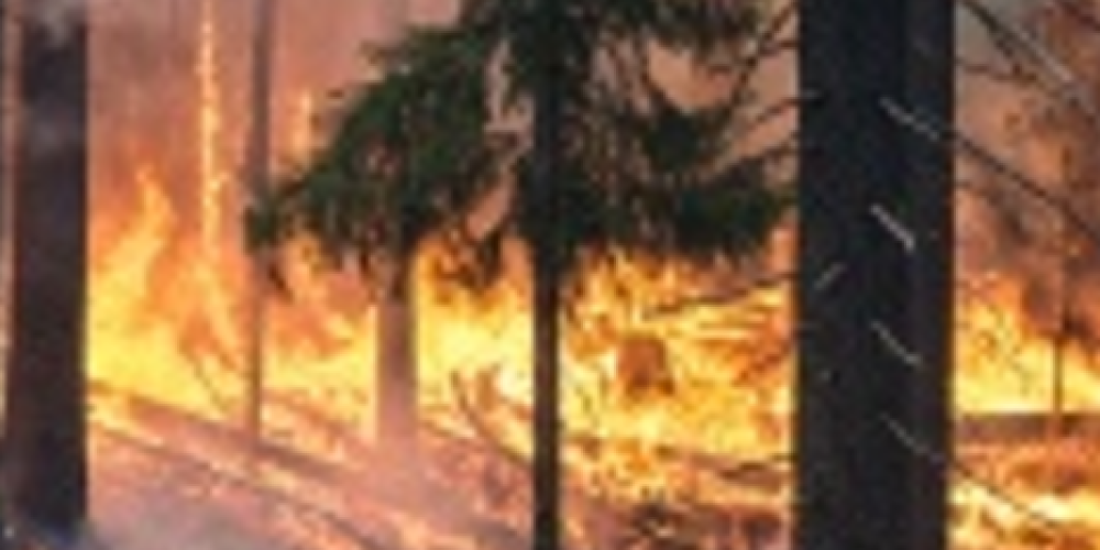 Infrastruktur verhindert großflächige Waldbrände