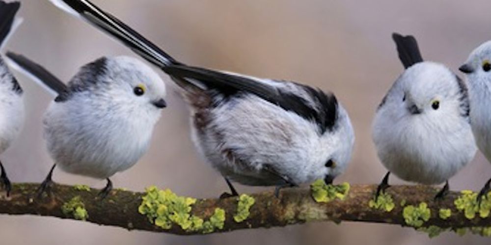 Die heimischen Vogelarten in Porträts