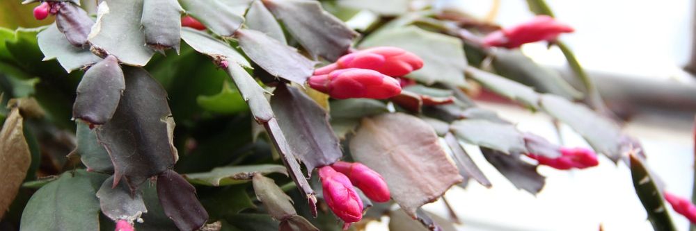 Wenn der Garten ruht: Tipps vom Gartenbauexperten für gesunde Pflanzen und grüne Stimmung im Haus