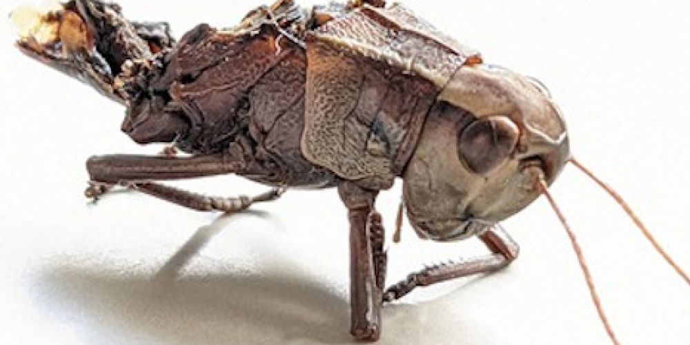 Biologen bestätigen Potenzial von insektenfreundlicher Mähtechnik