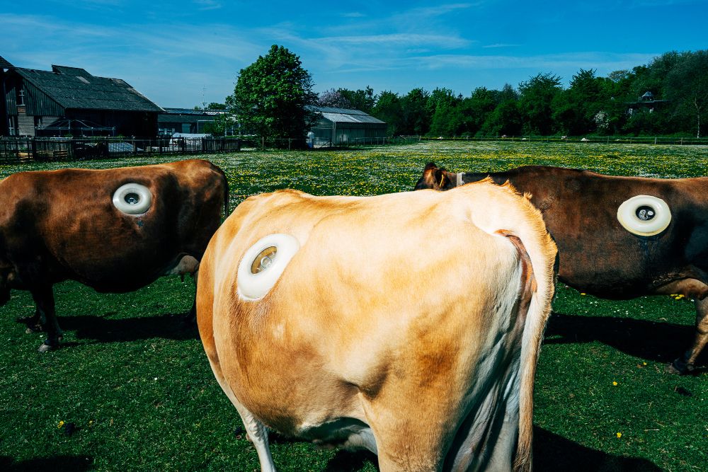 Kühe erobern Foyer der Württembergischen Landesbibliothek