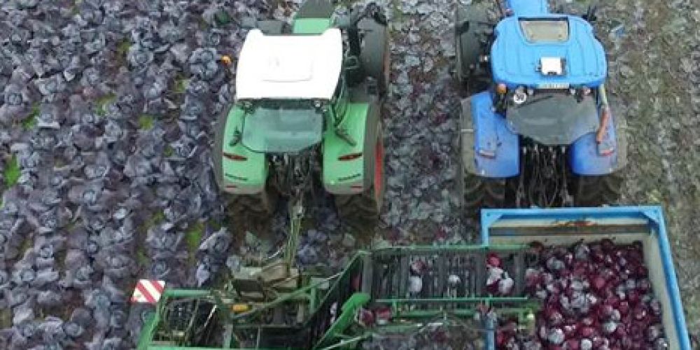 Rotkohlernte mit westfälischer Leidenschaft