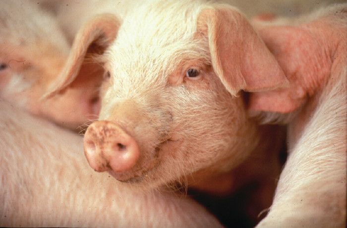 GroKo steht: Jetzt Agrarwende einleiten und Tierschutz verbessern