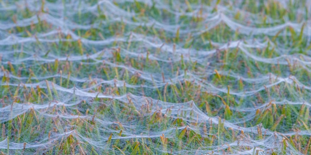 Der Altweibersommer kommt