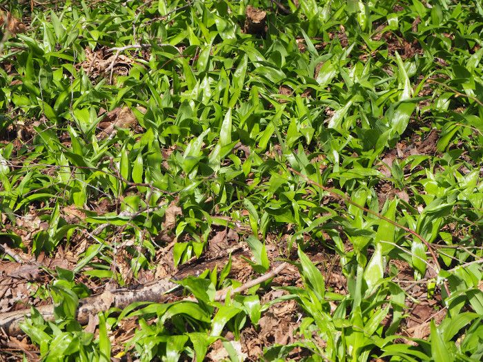 Bärlauchsaison: Beim Sammeln ist Vorsicht geboten