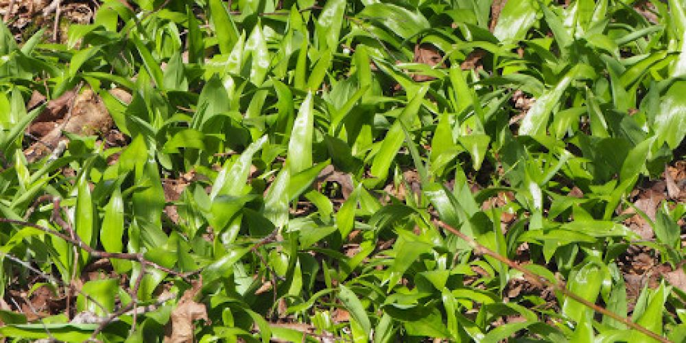 Bärlauchsaison: Beim Sammeln ist Vorsicht geboten