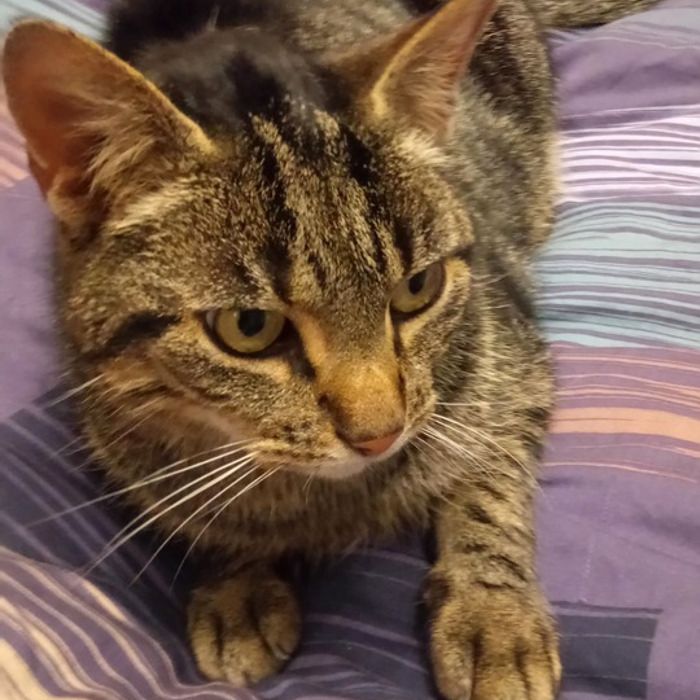Kater Tabby ist nach sieben Monaten wieder bei seiner Familie