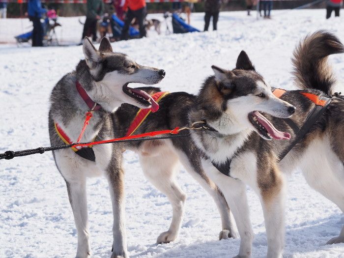 Internationales Schlittenhunderennen mit Tradition