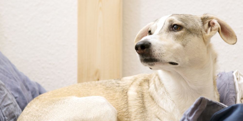 VIER PFOTEN begrüßt Verkaufsverbot von Silvesterböllern und Feuerwerk