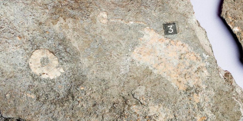 Sternstunde Paläontologie – Neufunde aus dem Schweizer Jura