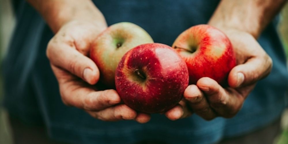 Pektine als Schlüssel für mehr "Ruhe im Darm"