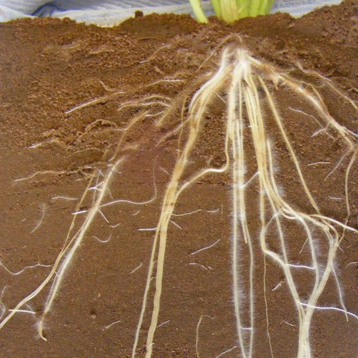 Themenvorschau-Spezial Dürre