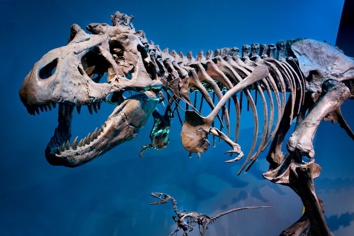 Neue Sonderausstellung «T. Rex - Kennen wir uns?»