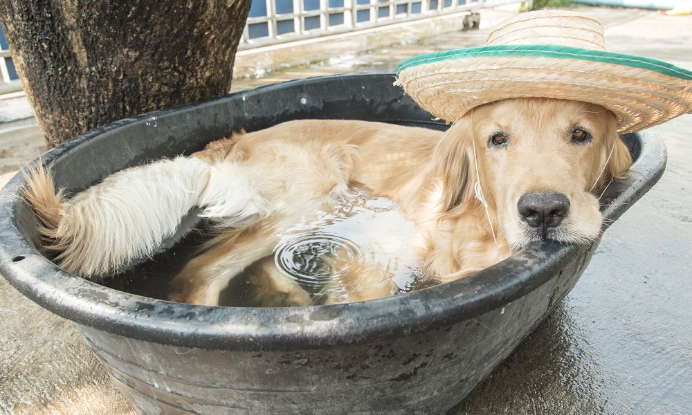 "Hundstage" beginnen