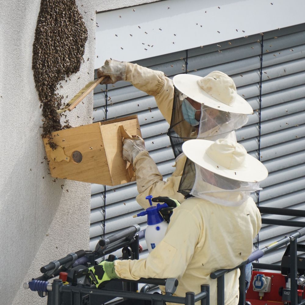Besuch von der Bienenkönigin