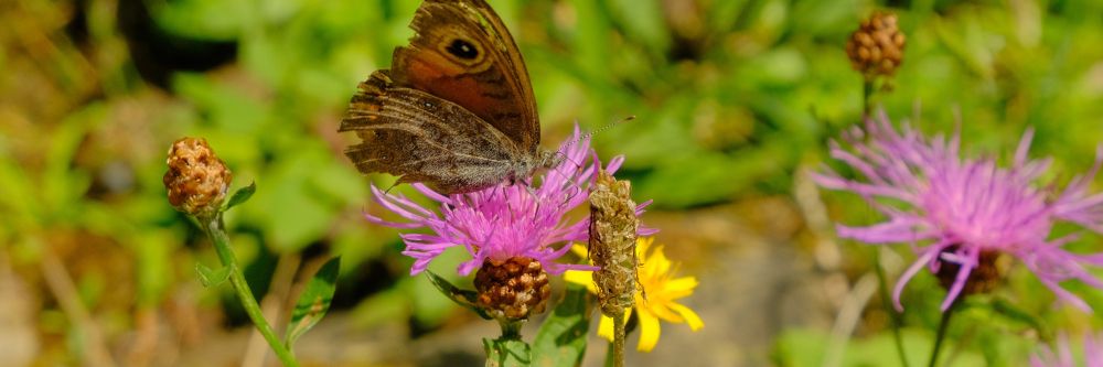 Ohne Mücken keine Schokolade – ohne Natur kein Aspirin und Penicillin