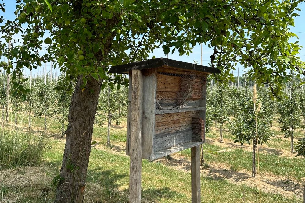 Obsterzeuger am Bodensee setzen koordiniert Maßnahmen um
