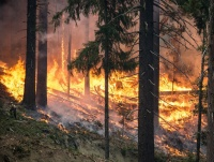 Infrastruktur verhindert großflächige Waldbrände
