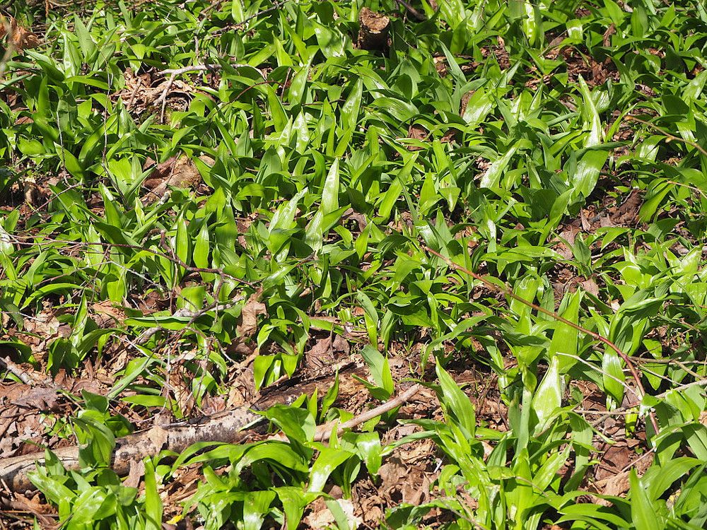 Die Bärlauchsaison beginnt