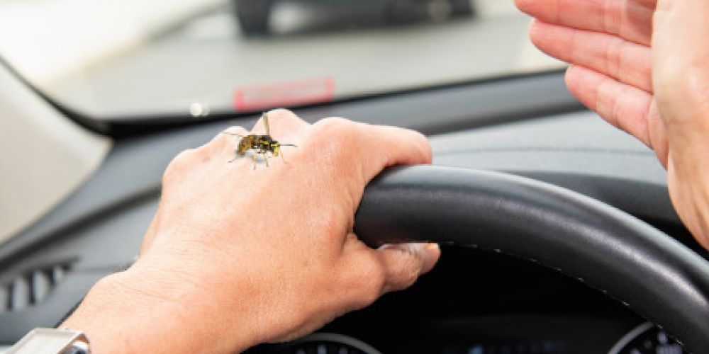 Wespe im Auto: Was passiert bei einem Unfall?