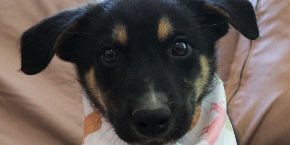 Keine Likes für Tierleid