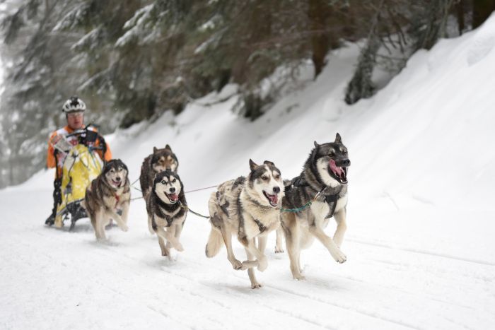 1. Waldhaus-Cup Schlittenhunderennen: Alaska-Feeling in Todtmoos