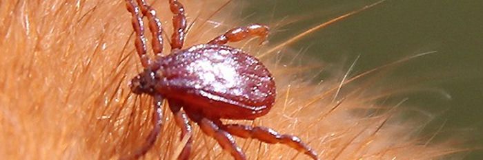 Gesucht: Braune Hundezecke für die Forschung