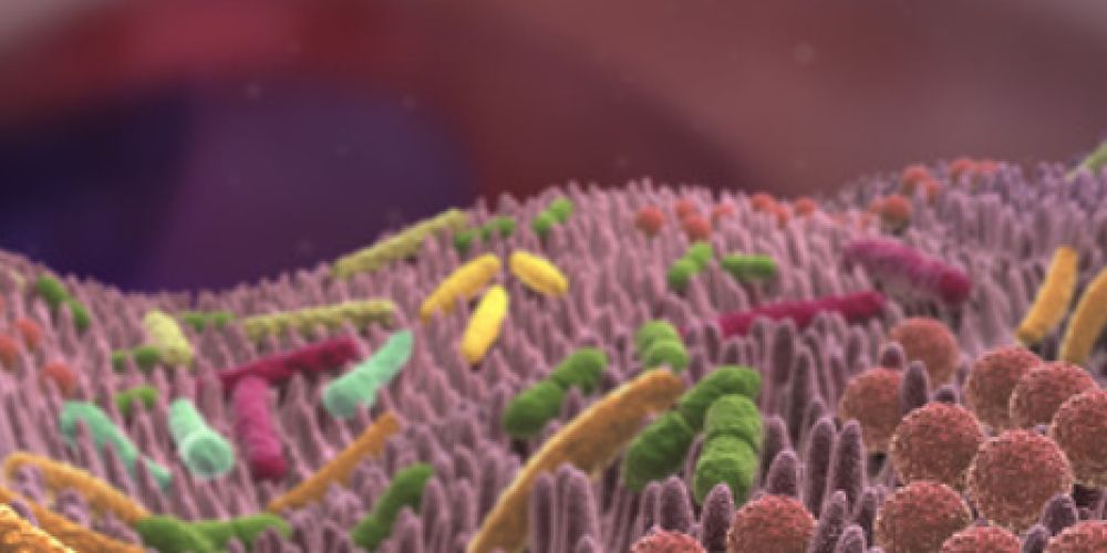 Kurzkettige Fettsäuren: Unverzichtbar für Gesundheit und Wohlbefinden