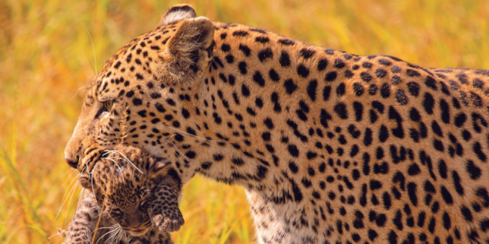 Artenschützer und Regisseur Matto Barfuss mit PAMBARA auf Kinotour