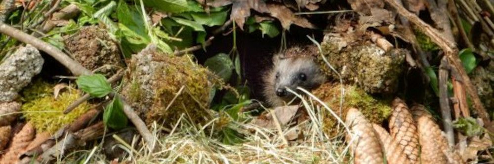 So kommen Igel gut durch die kalte Jahreszeit