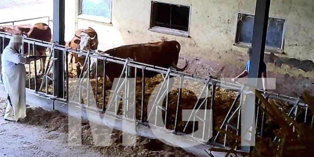 Schockierende Aufdeckungen im Schlachtbetrieb und Bauernhof im Schwarzwald