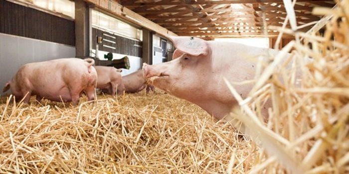 Landwirtschaft 4.0 - Künstliche Intelligenz für mehr Tierwohl im Stall